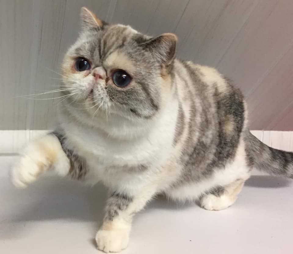 Exotic Shorthair - Mad Love's Oh shéhérazade