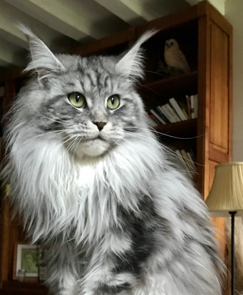 Maine Coon - CH. Quikka sillynx