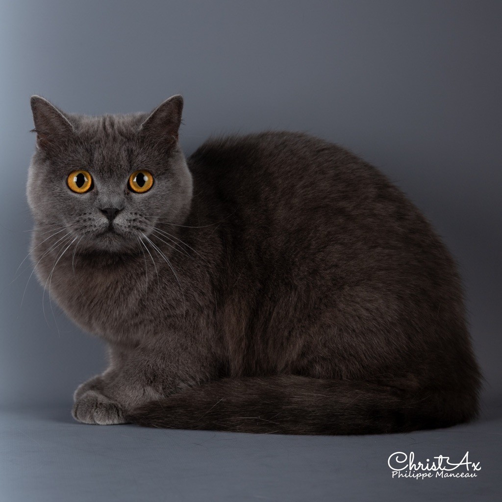 British Shorthair et Longhair - CH. Radis De La Hillane