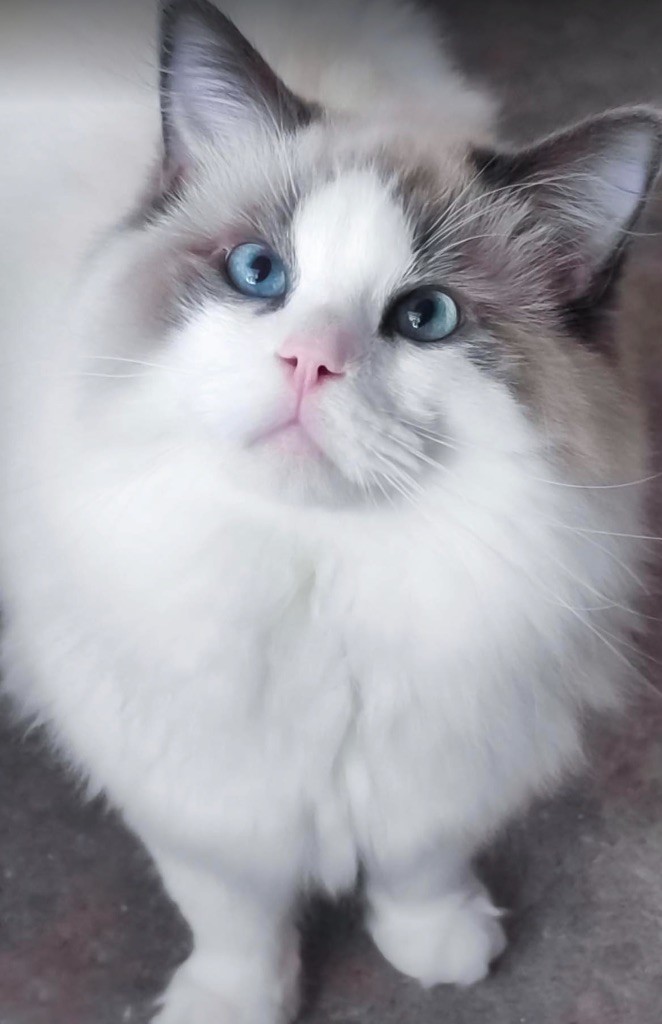 Ragdoll - Tenessee blue De L'Arbre Aux Chats