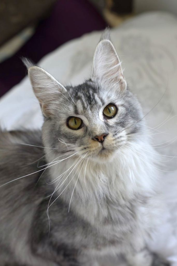 Maine Coon - Rosemaine's Nuisette
