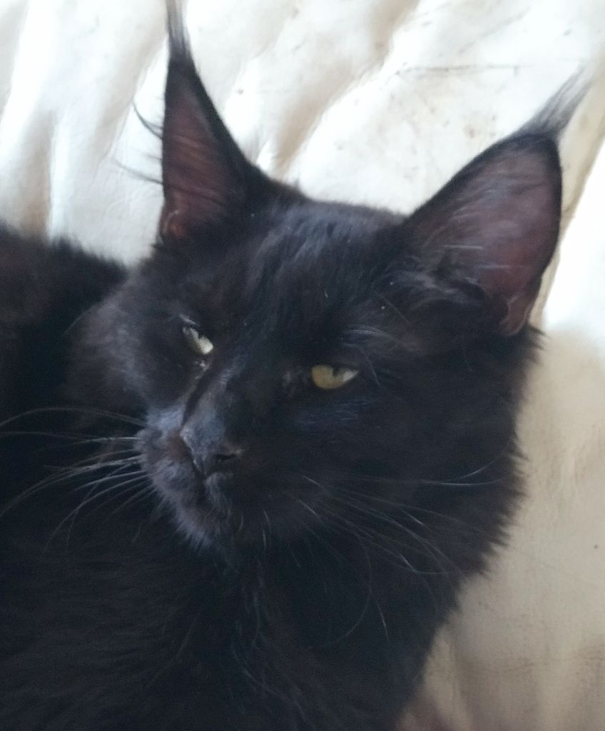 Maine Coon - Sasha D'éden-Blue