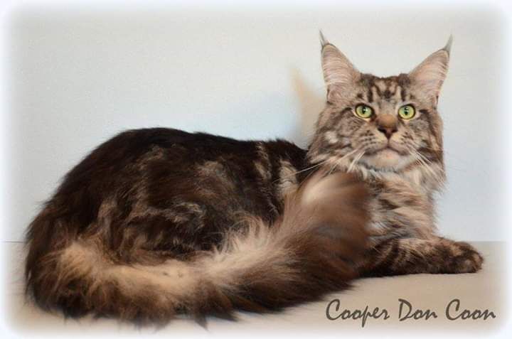 Maine Coon - Cooper don coon