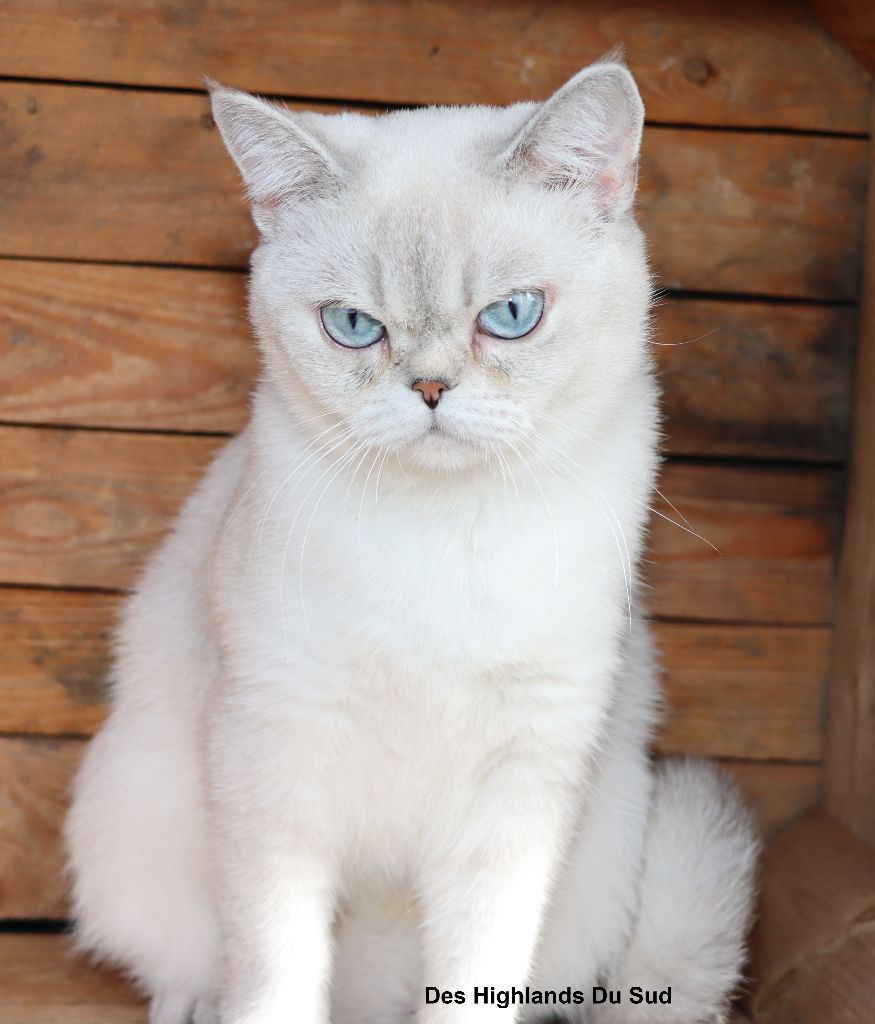 British Shorthair et Longhair - CH. Opale Des Highlands Du Sud