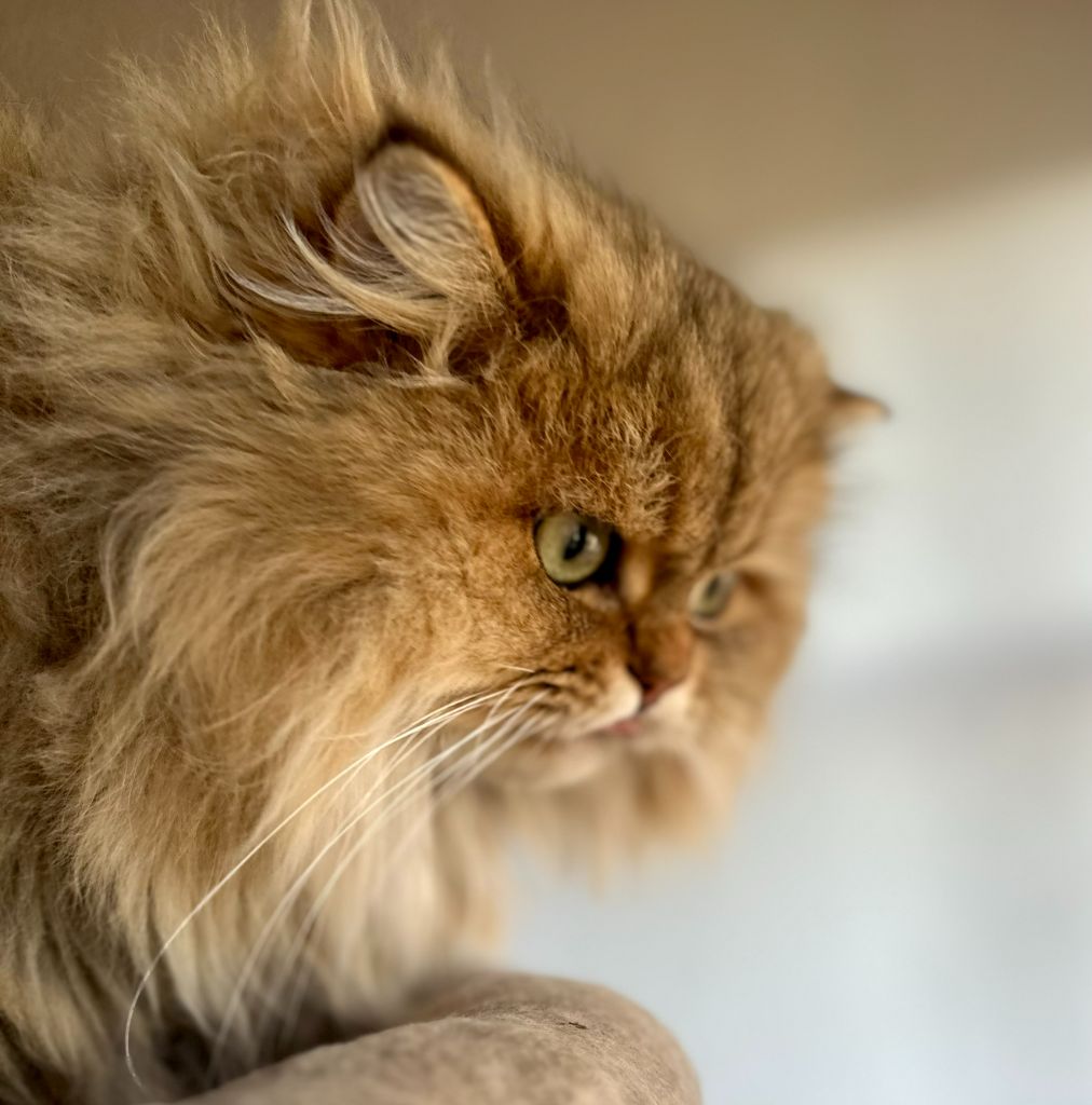 British Shorthair et Longhair - jasper Amulet