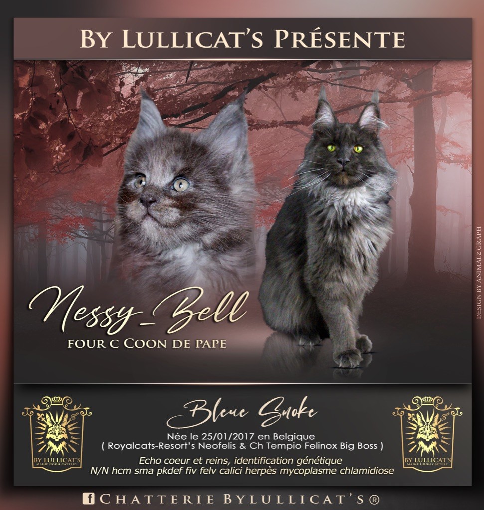 Maine Coon - Nessy-bell four  c'coon de paepe