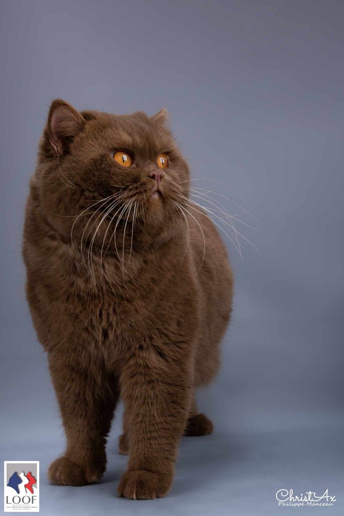 British Shorthair et Longhair - CH. iristyle Iden