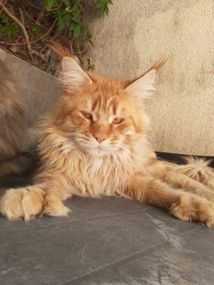 Maine Coon - Rubin pp gonsior line ru*