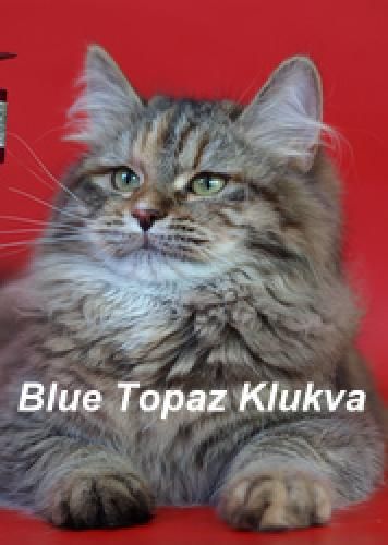 Sibérien - CH. blue topaz Klukva
