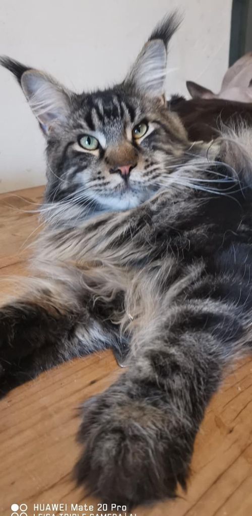 Maine Coon - Black Draco's Sher-kan  pp