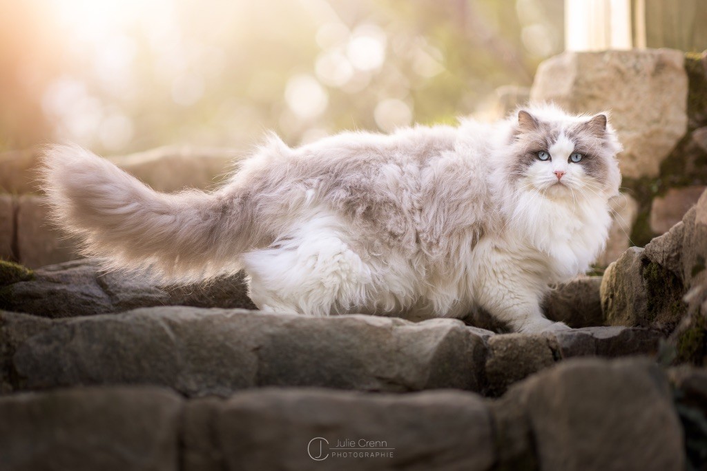 Ragdoll - CH. Perceval Des Elfes Du Vent