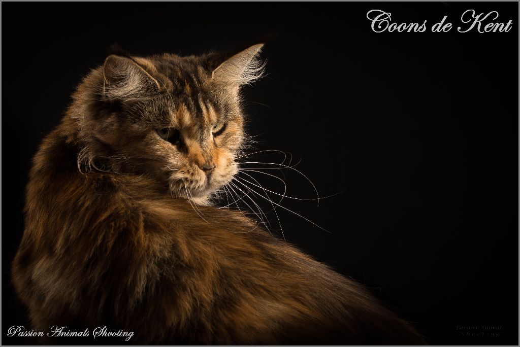 Maine Coon - Maelie P dite Madeline Sans Affixe