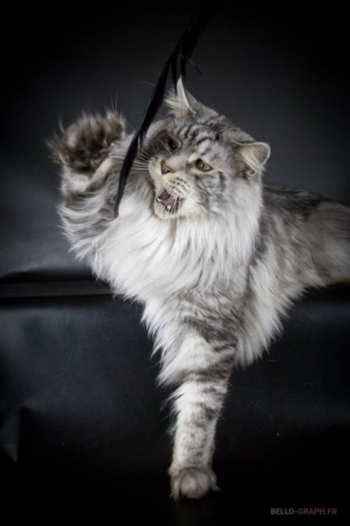 Maine Coon - CH. Lesseps Du Lauragais