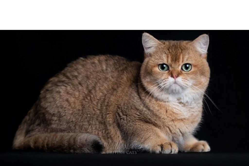 British Shorthair et Longhair - CH. Lord Of Cats Sensei