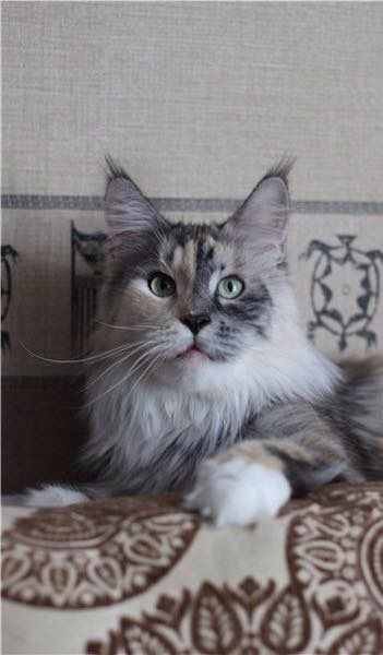 Maine Coon - mister coon Donna
