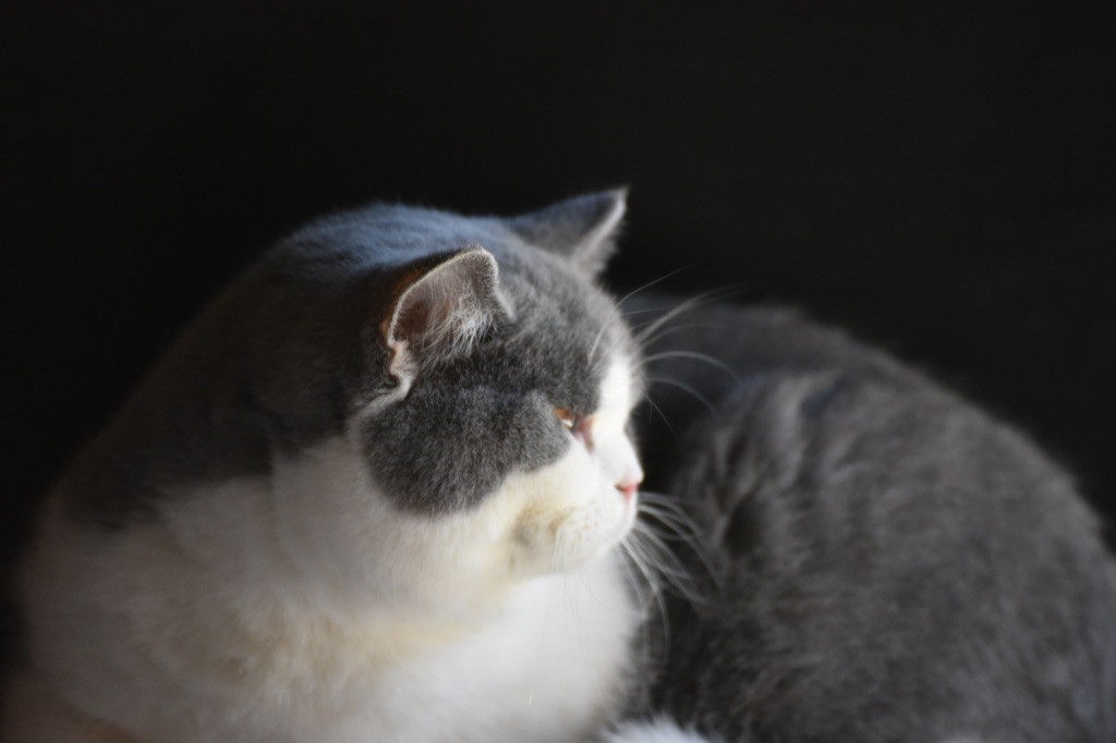 British Shorthair et Longhair - Tchoupi De La Hillane