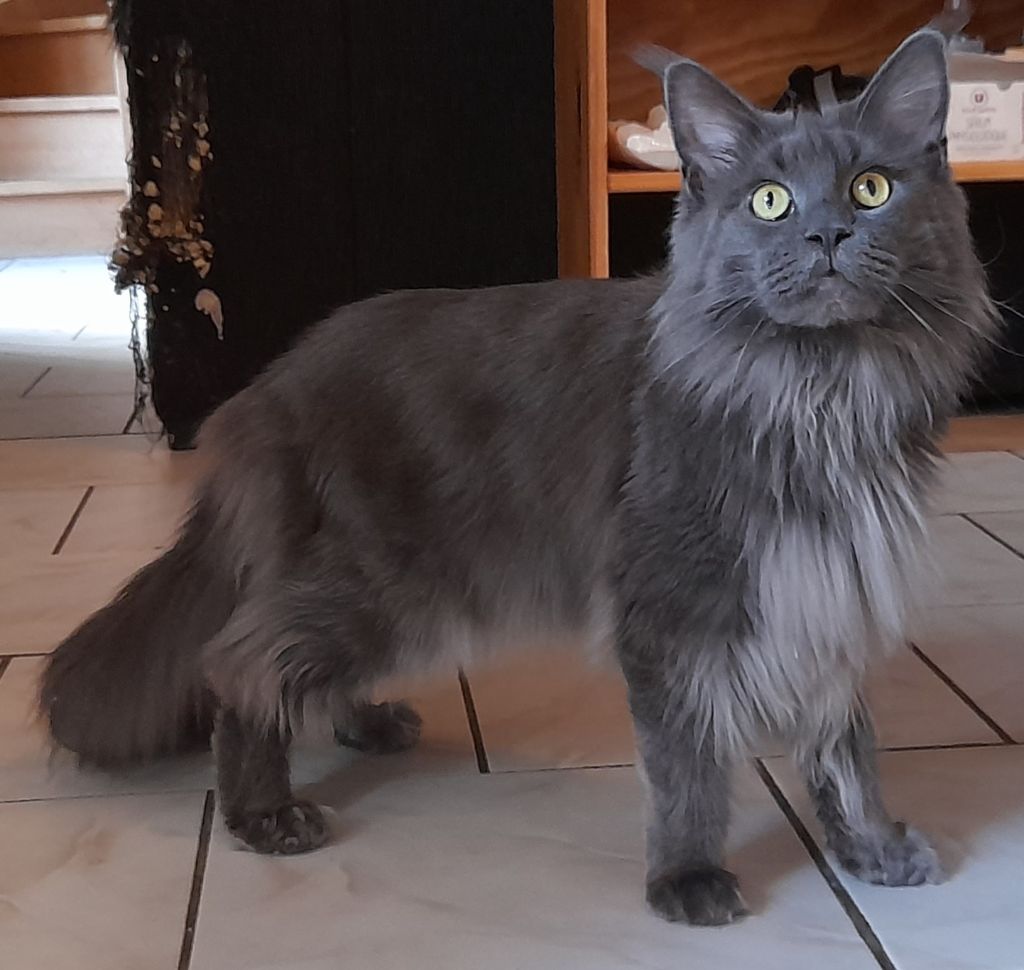 Maine Coon - Mammouth black wolf