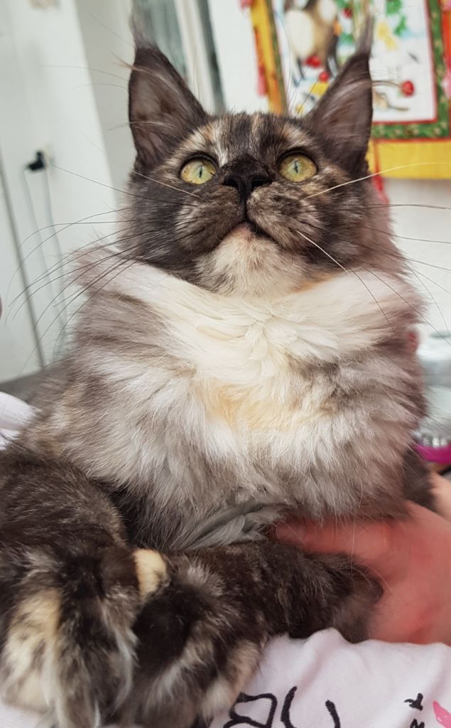 Maine Coon - Odessa Des Miamours
