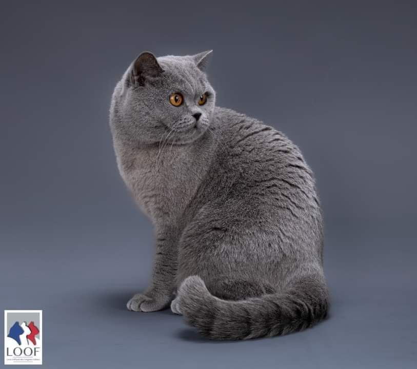 Les British Shorthair et Longhair de l'affixe De Cyréline Cats