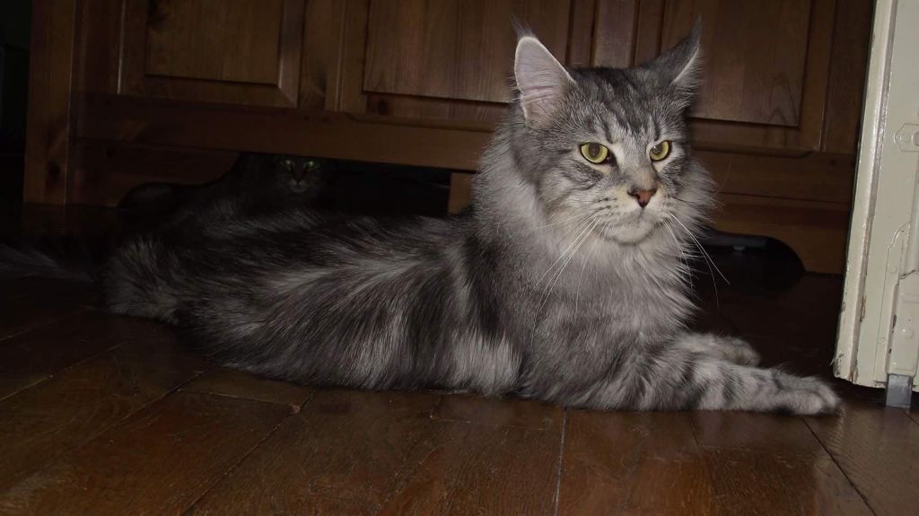 Maine Coon - Lord de la palmeraiecoon's