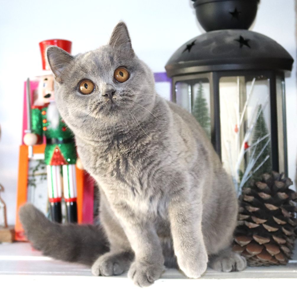 Bloom de Life Cats