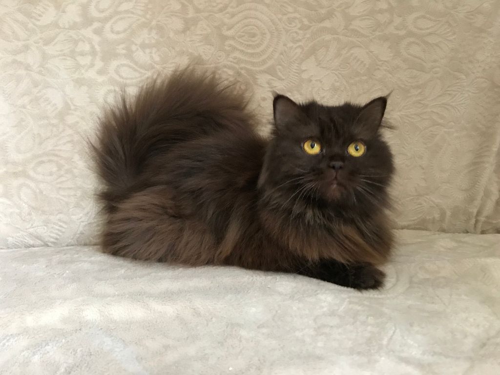 British Shorthair et Longhair - Myra Du Monde De Gaïa