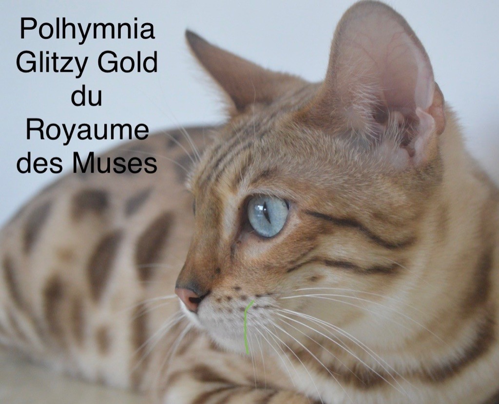 Bengal - CH. Polhymnia glitzy gold du Royaume des Muses