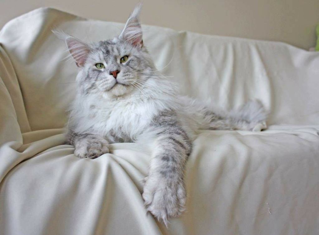 Maine Coon - coppermines Zuperman