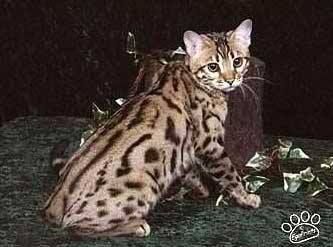 Bengal - junglebook Cubby coo the rajahs cat