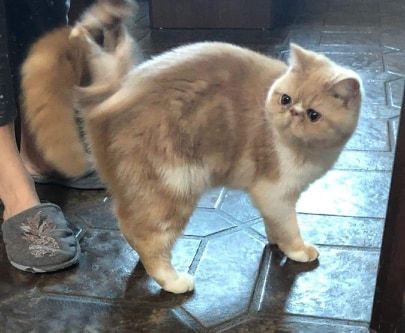 Exotic Shorthair - Opale Angeaudranne