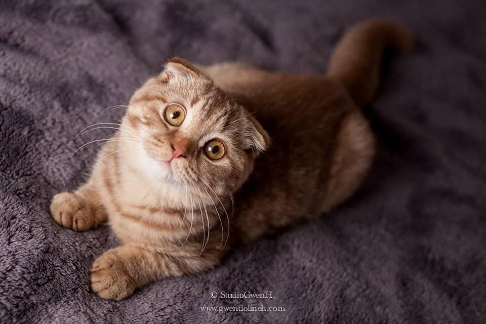 Scottish Fold - CH. Olympe Sans Affixe