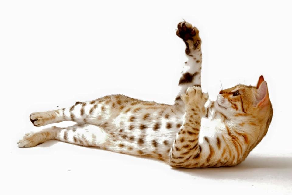 Bengal - batifoleurs Moswen