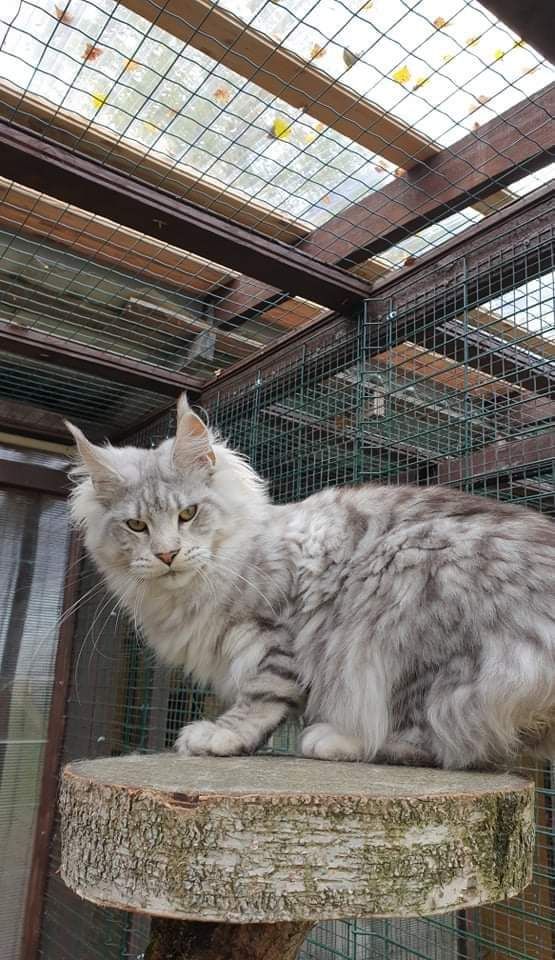 Maine Coon - su meile Queen