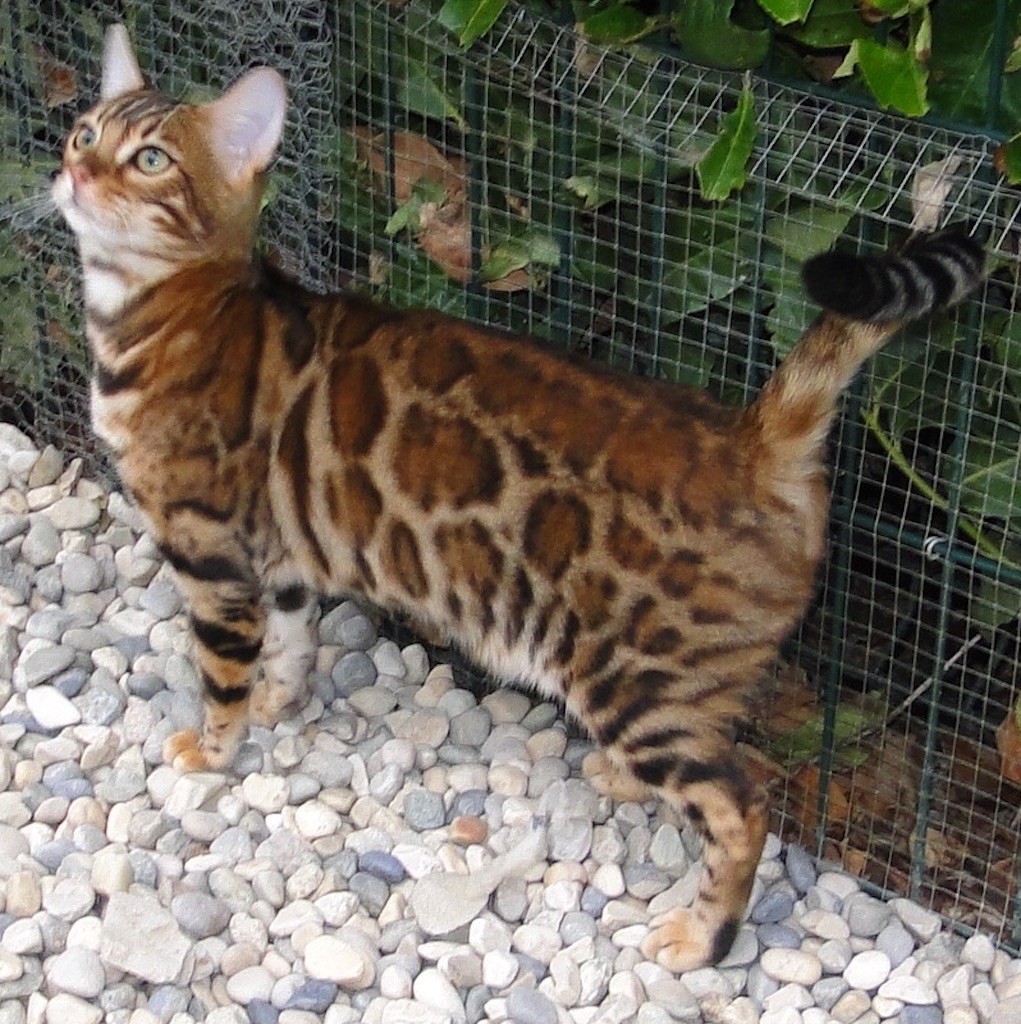 Bengal - Okoy d'ines d'orient