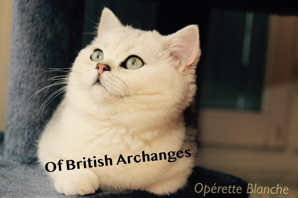 British Shorthair et Longhair - Operette blanche du cedre enchante