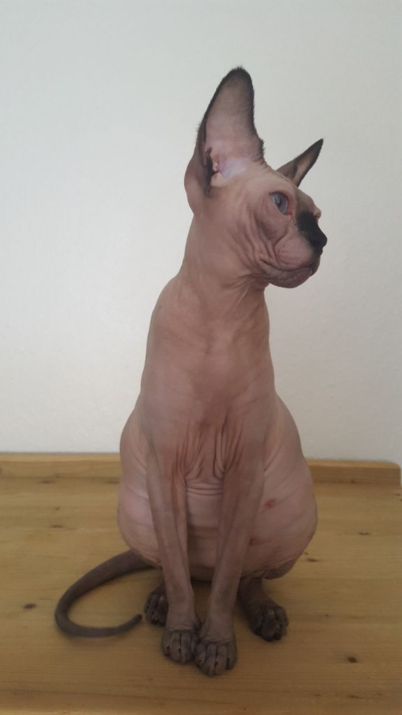 Sphynx - MATCHA riana de avatara