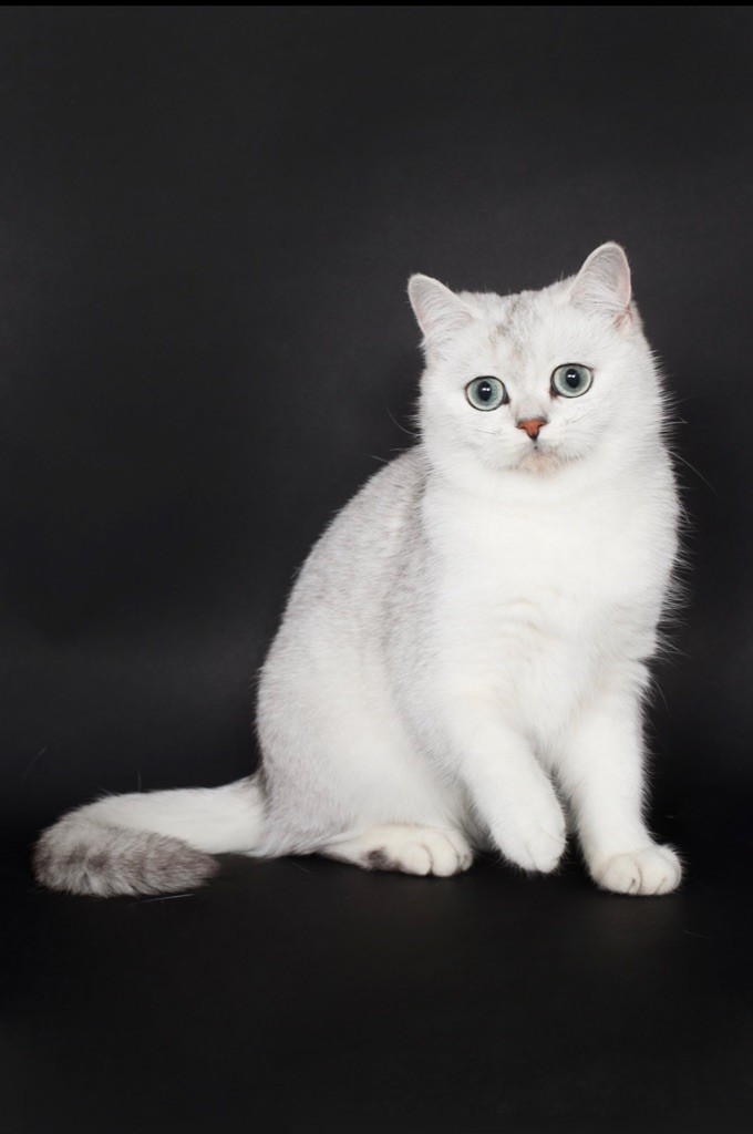 British Shorthair et Longhair - CH. Romy Du Lauragais