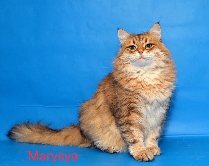 Sibérien - Marysya onix gloria