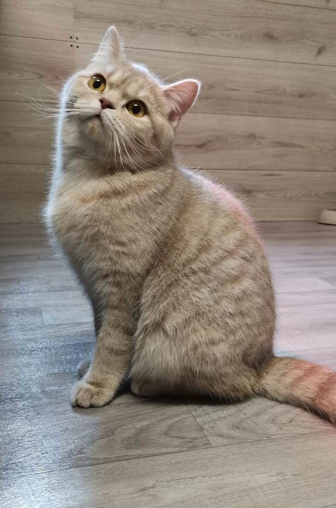 British Shorthair et Longhair - Best Cat Ever Tirlibibi