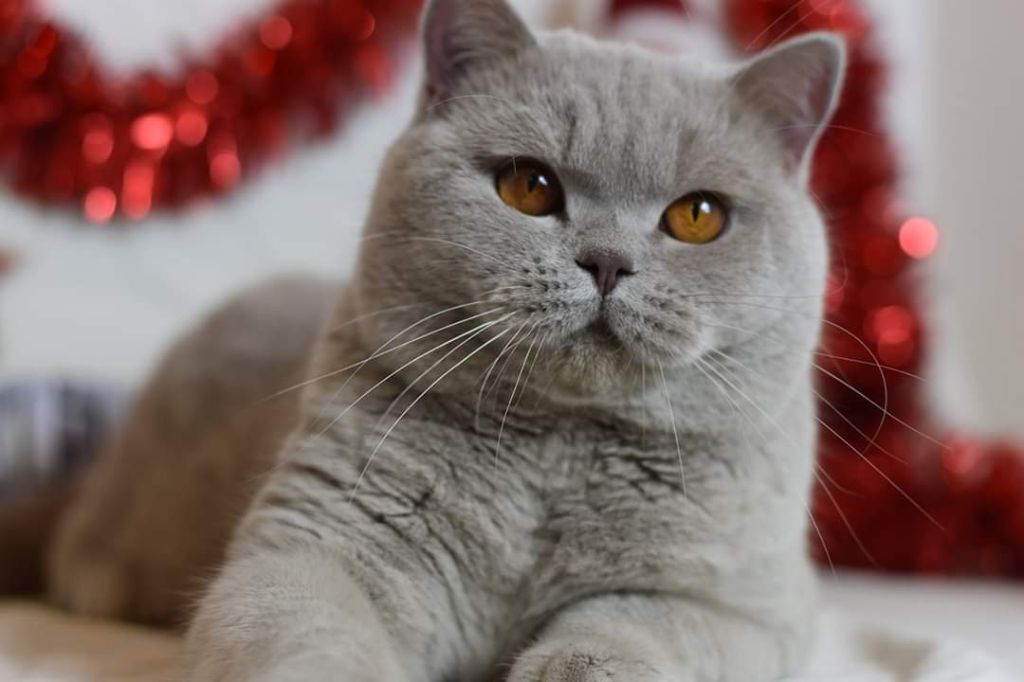 British Shorthair et Longhair - CH. Winni of perla poludnia