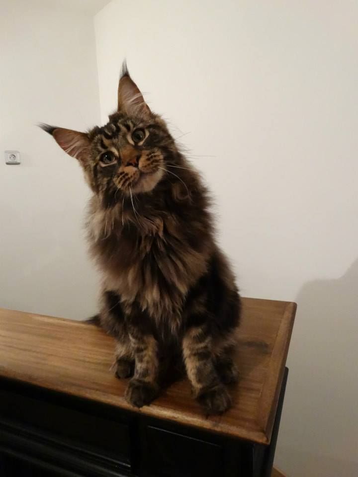 Maine Coon - summerplace Mad dox