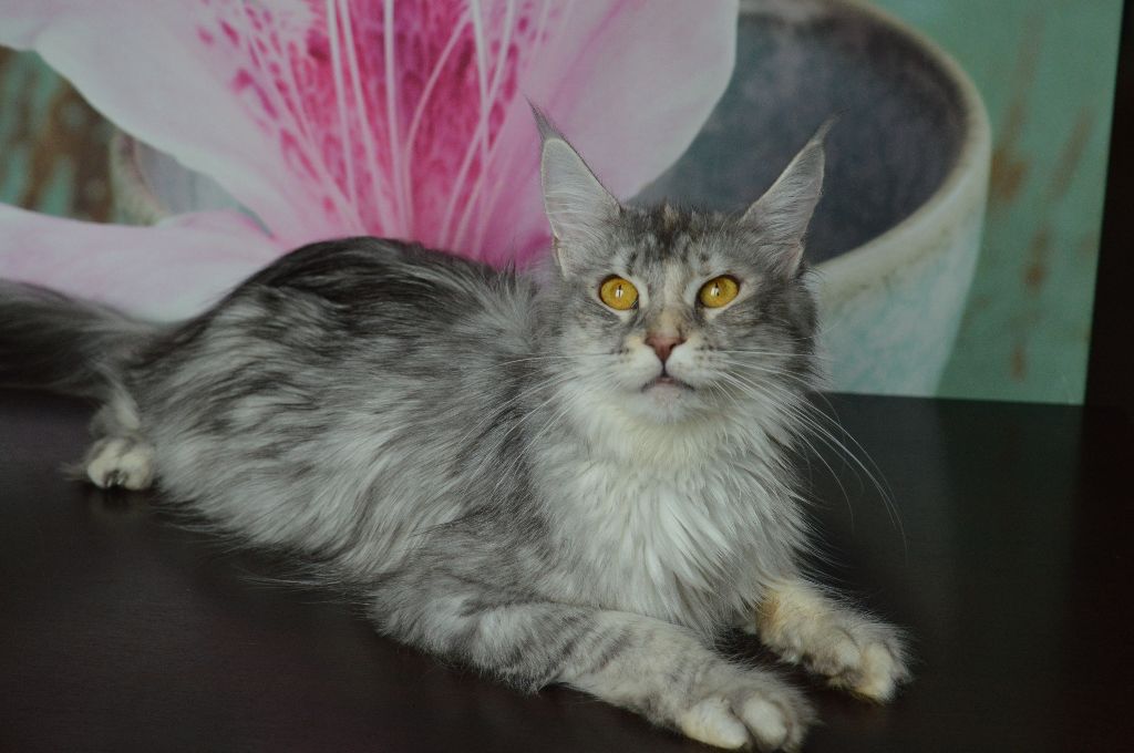 Maine Coon - Moonlight eros maine