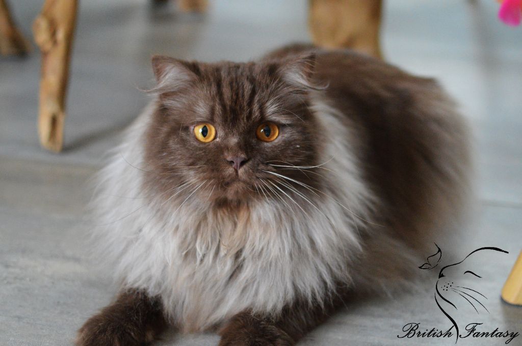 British Shorthair et Longhair - Paradoxe Of British Fantasy