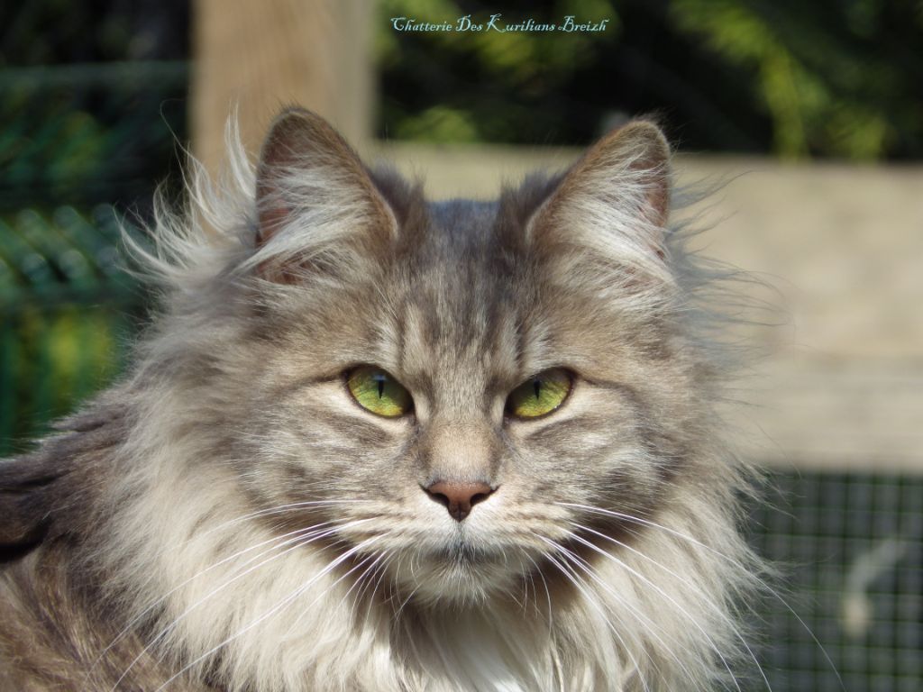 Kurilian Bobtail poil court et poil long - CH. Unika shonbob's