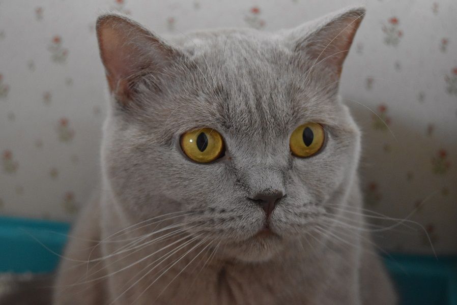 British Shorthair et Longhair - Mangue D'Oup-Ouaout