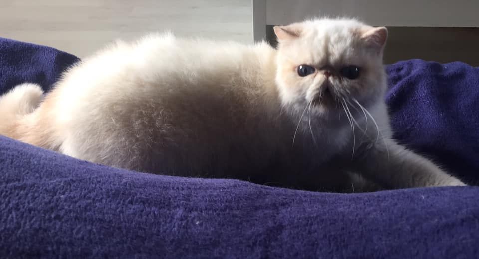 Exotic Shorthair - Mad Love's Olala bella