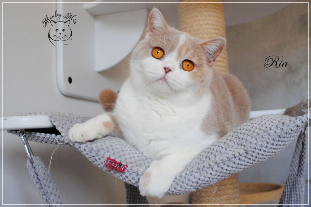 British Shorthair et Longhair - Ria Monkey Mia