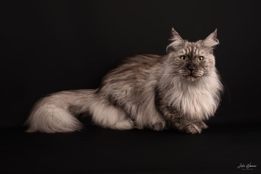 Maine Coon - CH. Raven Du Lauragais