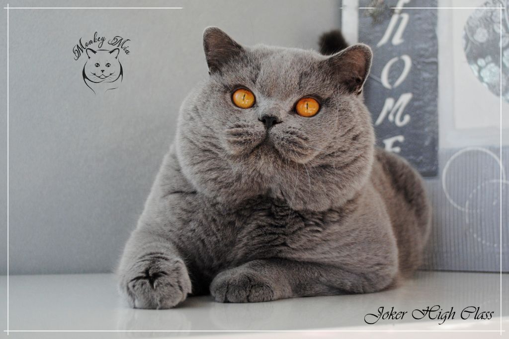 British Shorthair et Longhair - Joker high class