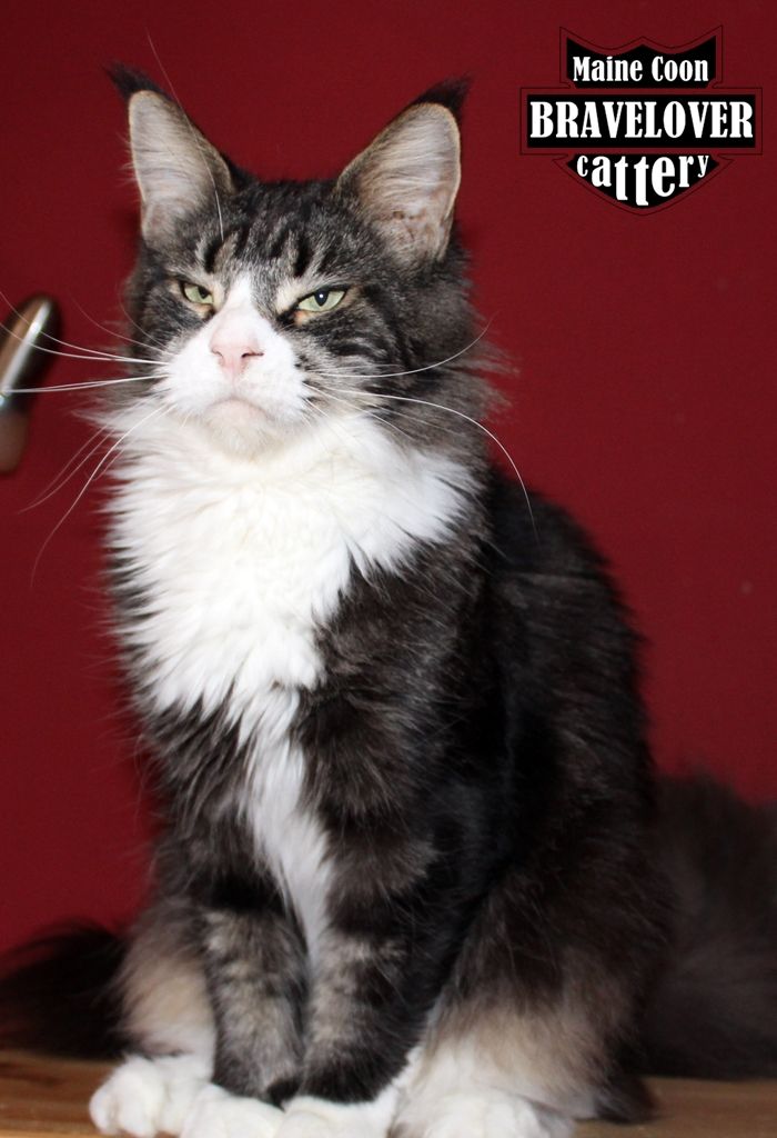 Maine Coon - bravelover Zetta